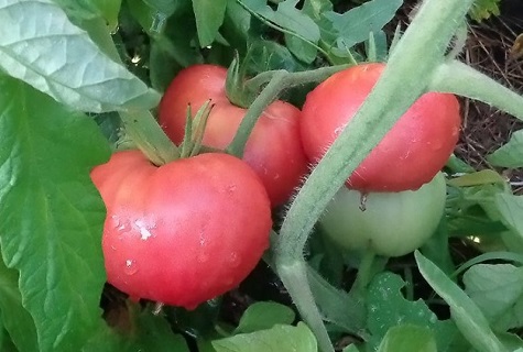 tomates en rosée