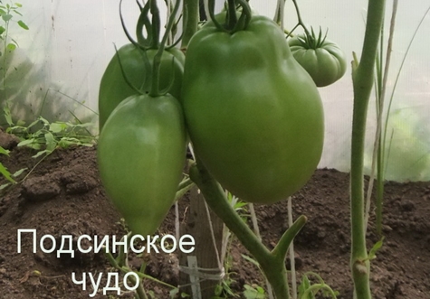 apparition de tomates podsinskoe miracle