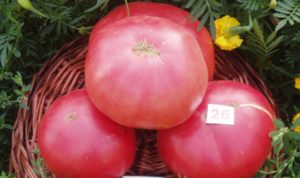 Eigenschaften und Beschreibung der Tomatensorte Pink King (König), deren Ertrag