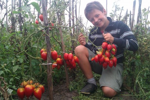 Légende des tomates de tarasenko