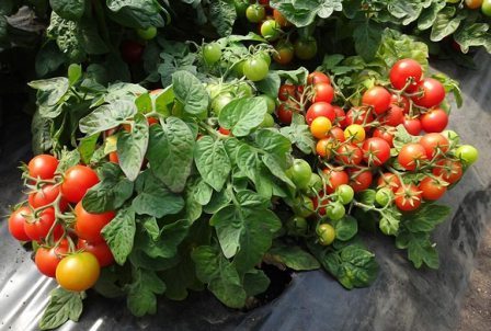 tomates d'intérieur