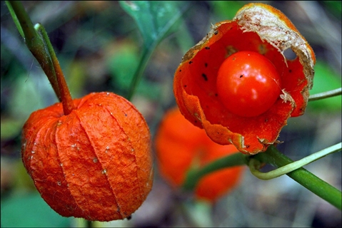 Physalis Gemüse