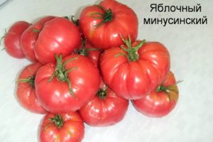 Caractéristiques et description des variétés productives de tomates Minusinsk
