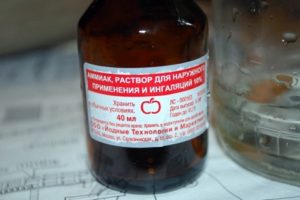 Wie man Karotten mit Ammoniak füttert und ist es möglich