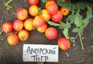 Eigenschaften und Beschreibung der Amur-Tiger-Tomatensorte
