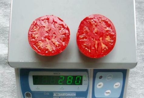 Poids de la tomate Bella Rosa
