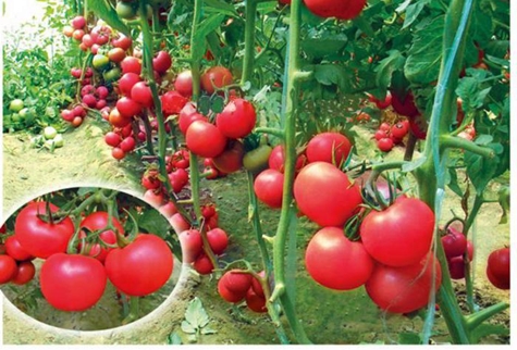 gel rose de buissons de tomates