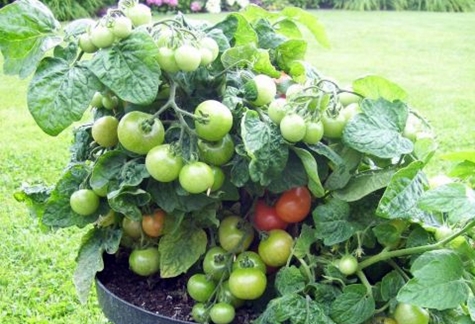 buissons de tomates Minibel