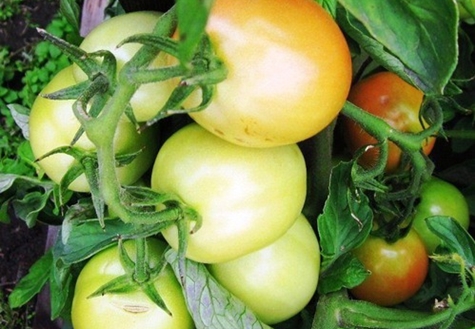 Tomate Countryman en plein champ