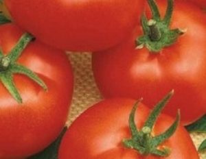 Description de la variété de tomate Iceberg et de ses caractéristiques