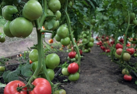 tomate kibo dans le jardin