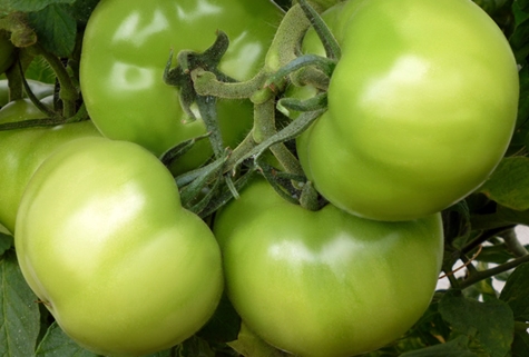 buissons de tomates kibo
