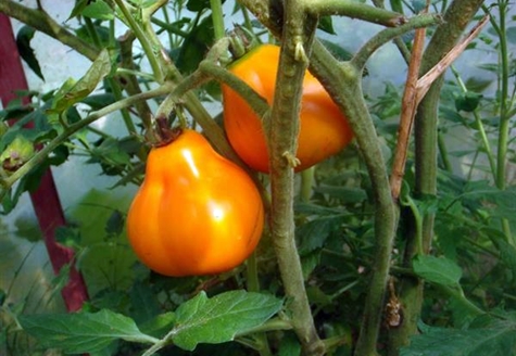 arbustes de tomates Truffe jaune