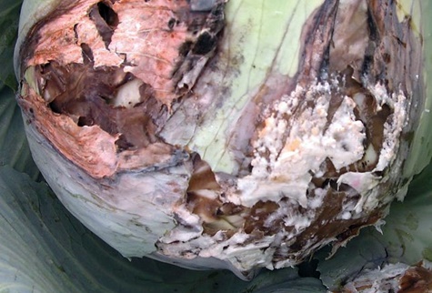 pourriture blanche sur chou