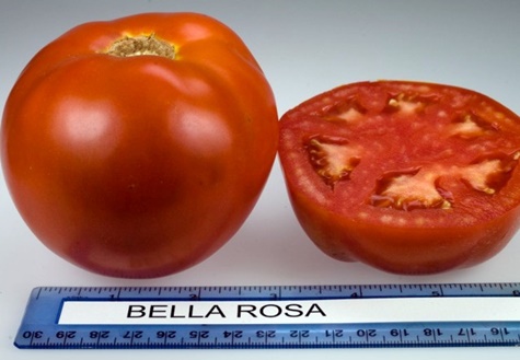 Tailles de tomates Bella Rosa
