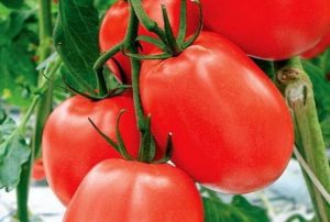 Caractéristiques et description de la variété de tomate Benito
