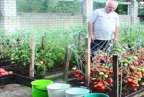 résident d'été dans les tomates