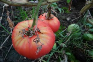 Caractéristiques et description de la variété de tomates Biysk rose et Biysk rosean