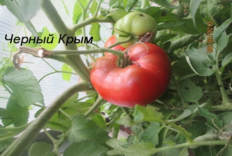 verdure près de la fenêtre