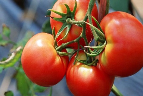 Spätfäule und Alternaria