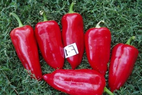 Pfeffersorten Atlantik