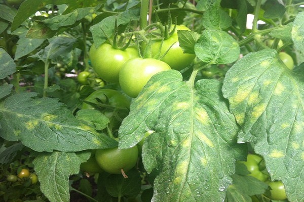 virus sur les tomates