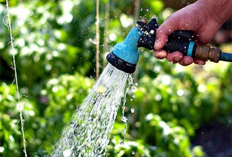 arrosage des concombres dans la serre