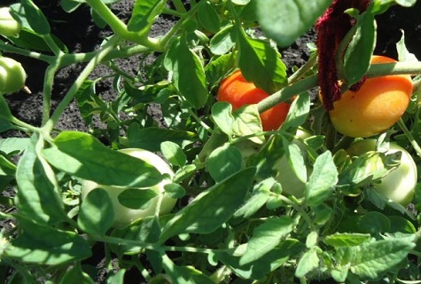 type semi-déterminant