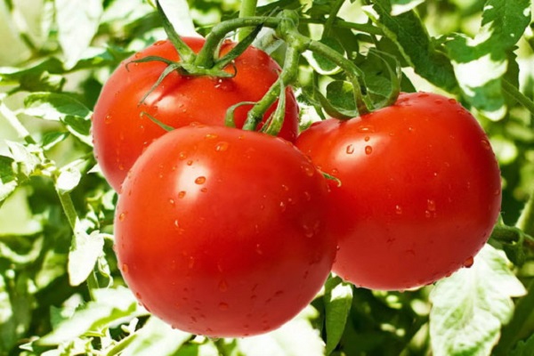 Tomatenrätsel