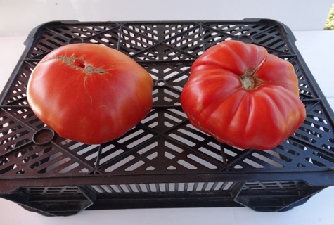 deux tomates sur une boîte