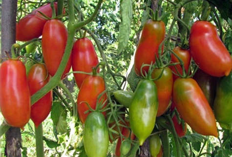 arbustes de tomates Mustang écarlate