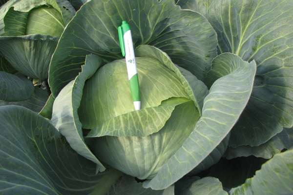 la poignée sur le légume