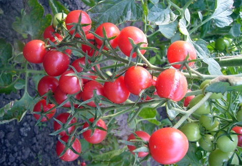 Buissons de tomates Coquine