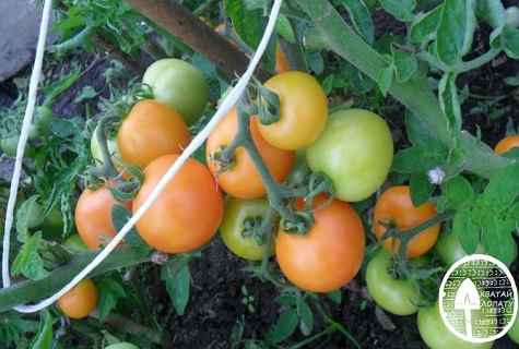 amoureux de l'humidité