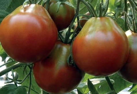 tomates poire noire