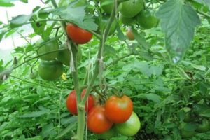 Comment former correctement des tomates dans une serre et un champ ouvert