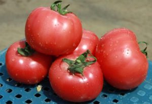 Caractéristiques et description de la variété de tomate Pink Claire, son rendement