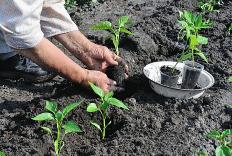 Nachtschatten pflanzen