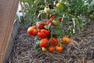 Description et caractéristiques de la variété de tomate Kalinka-Malinka