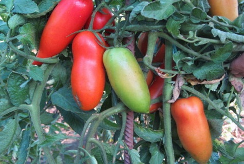 gebundene Tomaten