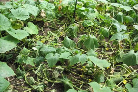 maladie du concombre