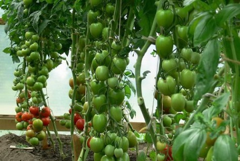 de nombreux buissons