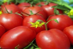 Description et caractéristiques de la variété de tomate Crème au miel