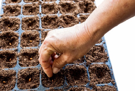 paillage à la maison