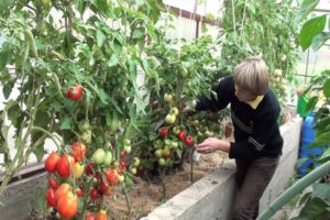 Die besten Sorten niedrig wachsender Tomaten für ein Polycarbonat-Gewächshaus