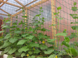 Comment faire une grille pour les concombres, leurs types et leur installation