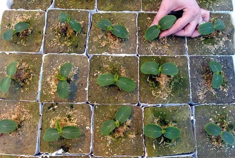 Grün ist entstanden