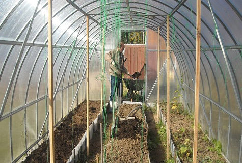 Trichodermin in Aktion