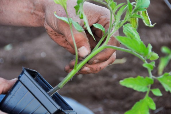 plants de tomates dans un pot dans le jardin
