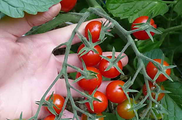 Kirschtomaten in der Hand